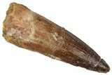 Fossil Spinosaurus Tooth - Real Dinosaur Tooth #354800-1